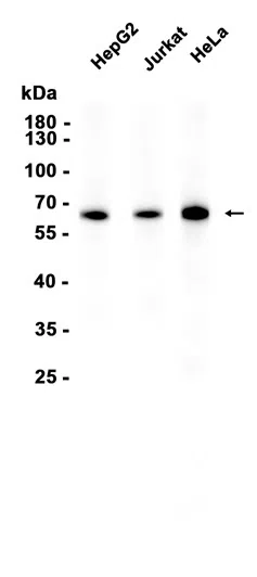 ATIC Rabbit Monoclonal Antibody - Size: 100µl