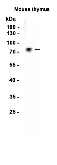 SHCBP1 Rabbit Monoclonal Antibody - Size: 50µl
