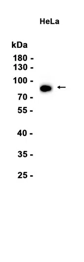 SCARB2 Rabbit Monoclonal Antibody - Size: 50µl