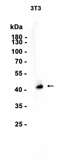 c-Jun Rabbit Monoclonal Antibody - Size: 100µl