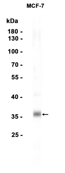 SOX2 Rabbit Monoclonal Antibody - Size: 50µl