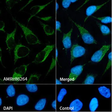 Rab4 Rabbit Monoclonal Antibody - Size: 100µl