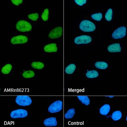 WSTF Rabbit Monoclonal Antibody - Size: 100µl