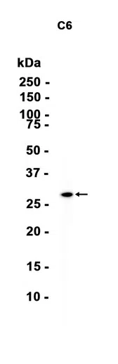 GOSR1 Rabbit Monoclonal Antibody - Size: 100µl