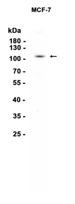 Hsp105 Rabbit Monoclonal Antibody - Size: 50µl
