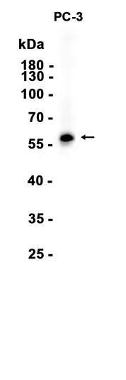 HAS3 Rabbit Monoclonal Antibody - Size: 100µl