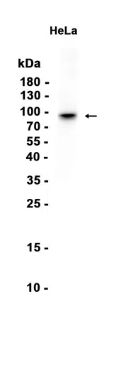 STAT1 Rabbit Monoclonal Antibody - Size: 100µl