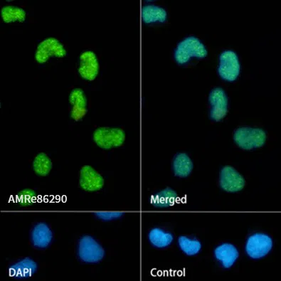 DDX39B Rabbit Monoclonal Antibody - Size: 100µl