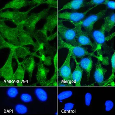 PODXL Rabbit Monoclonal Antibody - Size: 100µl