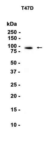 GRP94 Rabbit Monoclonal Antibody - Size: 100µl