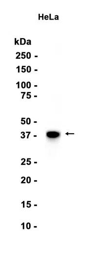 CDK7 Rabbit Monoclonal Antibody - Size: 100µl