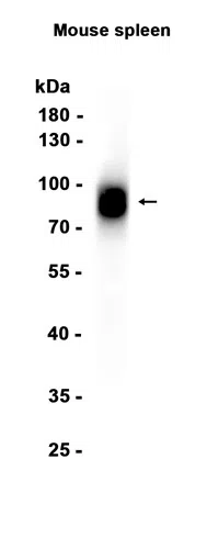 CD44 Rabbit Monoclonal Antibody - Size: 50µl