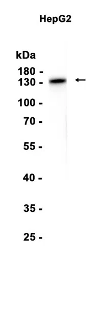 N Cadherin Rabbit Monoclonal Antibody - Size: 100µl