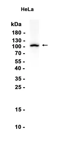 MYO19 Rabbit Monoclonal Antibody - Size: 100µl