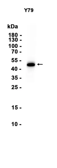 NeuroD1 Rabbit Monoclonal Antibody - Size: 100µl