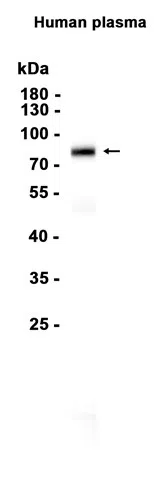 Vitronectin Rabbit Monoclonal Antibody - Size: 100µl