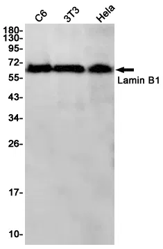 Lamin B1 Rabbit Monoclonal Antibody - Size: 50µl