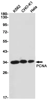 PCNA Rabbit Monoclonal Antibody - Size: 100µl