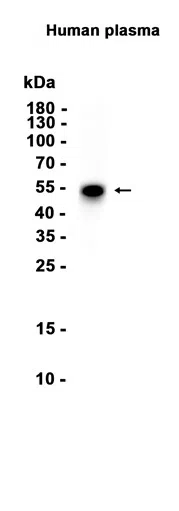 Cortisol Binding Globulin Rabbit Monoclonal Antibody - Size: 100µl