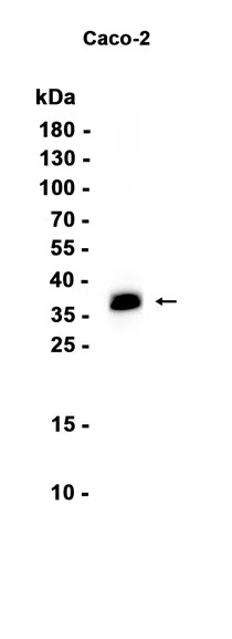 CDX2 Rabbit Monoclonal Antibody - Size: 100µl