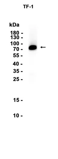 CD34 Rabbit Monoclonal Antibody - Size: 100µl