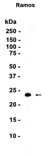 IGJ Rabbit Monoclonal Antibody - Size: 100µl
