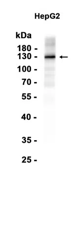 Importin4 Rabbit Monoclonal Antibody - Size: 50µl