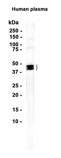 DUSP5 Rabbit Monoclonal Antibody - Size: 50µl