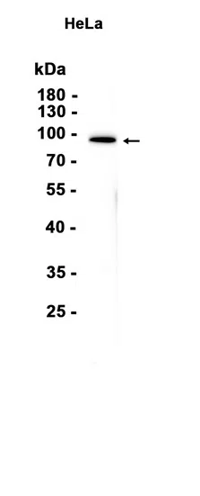 EEF2 Rabbit Monoclonal Antibody - Size: 100µl