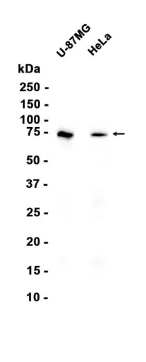DPP3 Rabbit Monoclonal Antibody - Size: 50µl