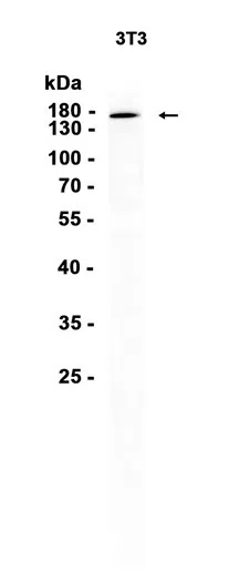 Integrin alpha 2 Rabbit Monoclonal Antibody - Size: 50µl
