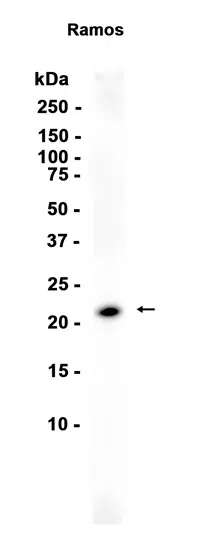AICDA Rabbit Monoclonal Antibody - Size: 100µl
