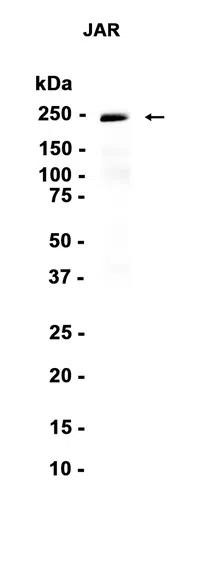 Laminin beta 1 Rabbit Monoclonal Antibody - Size: 100µl