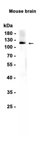 PI3-Kinase catalytic subunit alpha Rabbit Monoclonal Antibody - Size: 10