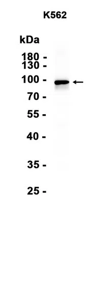 STAT5a Rabbit Monoclonal Antibody - Size: 100µl
