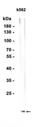 FLAP Rabbit Monoclonal Antibody