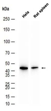 AHA1 Rabbit Monoclonal Antibody