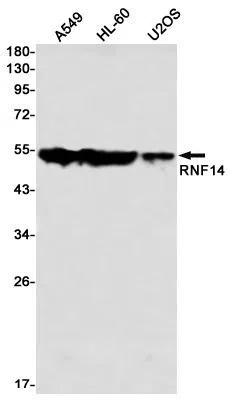 RNF14 Rabbit Monoclonal Antibody