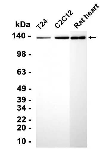 PER3 Rabbit Monoclonal Antibody - Size: 50µl