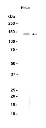 PER2 Rabbit Monoclonal Antibody - Size: 100µl