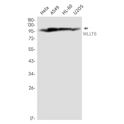 MLLT6 Rabbit Monoclonal Antibody - Size: 50µl