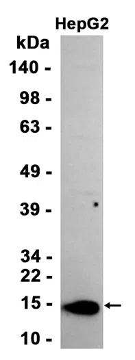 Lysozyme Rabbit Monoclonal Antibody - Size: 100µl