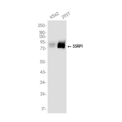 SSRP1 Rabbit Monoclonal Antibody - Size: 100µl