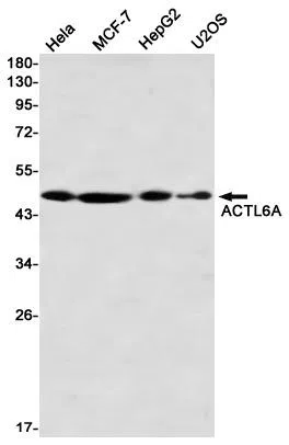 ACTL6A Rabbit Monoclonal Antibody - Size: 100µl