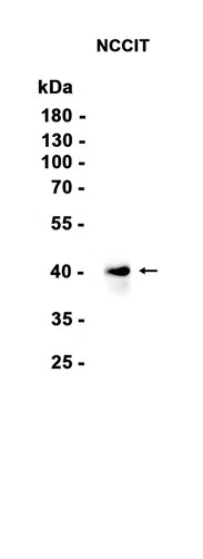 Nanog Rabbit Monoclonal Antibody - Size: 100µl