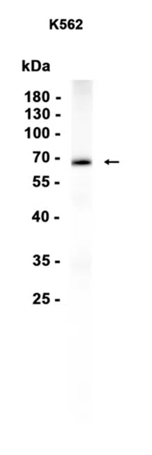 CDC45L Rabbit Monoclonal Antibody - Size: 50µl