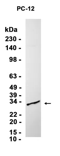 DAZL Rabbit Monoclonal Antibody - Size: 100µl