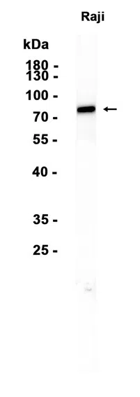 cIAP2 Rabbit Monoclonal Antibody - Size: 100µl