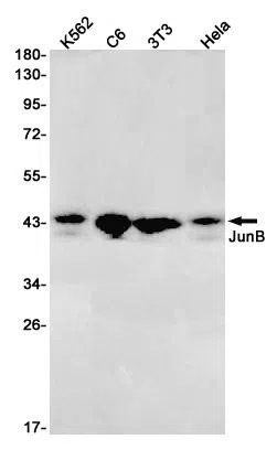 JunB Rabbit Monoclonal Antibody - Size: 100µl