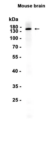 CNTNAP2 Rabbit Monoclonal Antibody - Size: 50µl